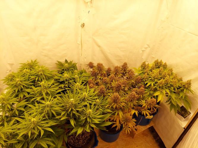 The Garden 2021 - Gorilla Blue. Week 9