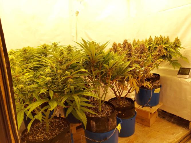 The Garden 2021 - Gorilla Blue. Week 9