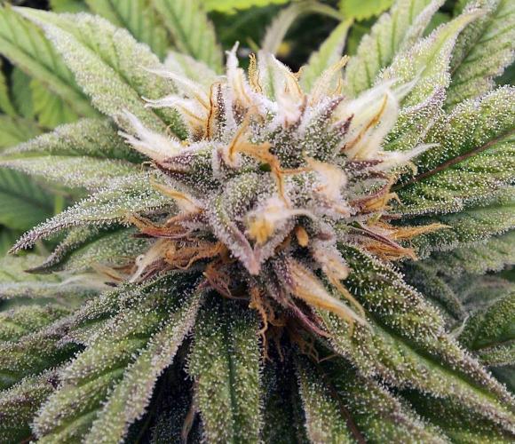 The Garden 2021 - Gorilla Blue. Week 10