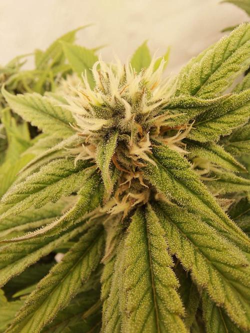 The Garden 2021 - Gorilla Blue. Week 10