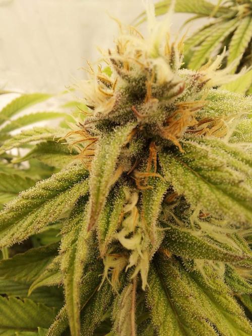 The Garden 2021 - Gorilla Blue. Week 10