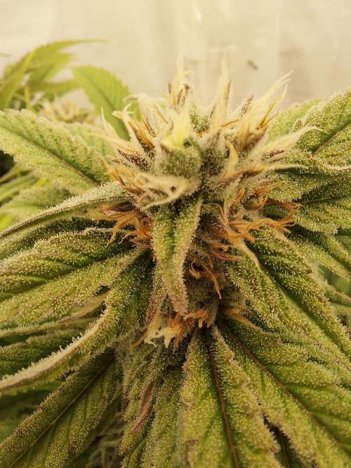 The Garden 2021 - Gorilla Blue. Week 10