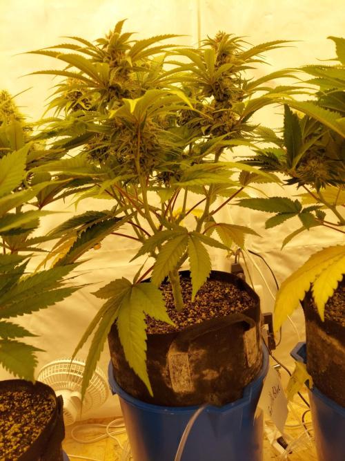 The Garden 2021 - Gorilla Blue. Week 10