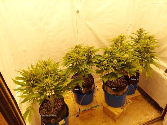 The Garden 2021 - Gorilla Blue. Week 10