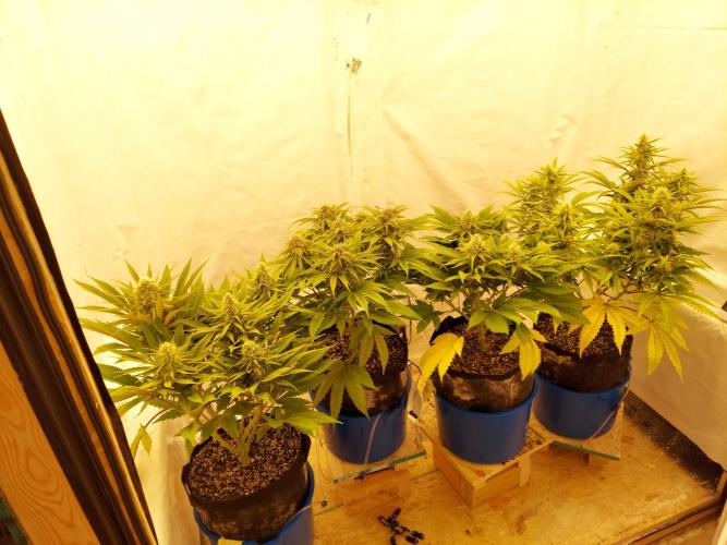 The Garden 2021 - Gorilla Blue. Week 10