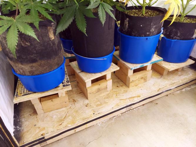 The Garden 2021 - Gorilla Blue. Week 11