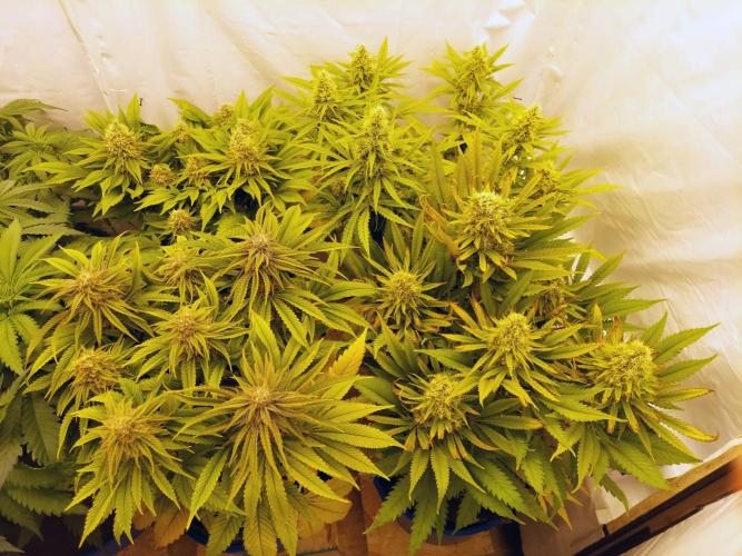 The Garden 2021 - Gorilla Blue. Week 11