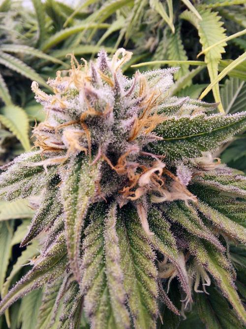 The Garden 2021 - Gorilla Blue. Week 11