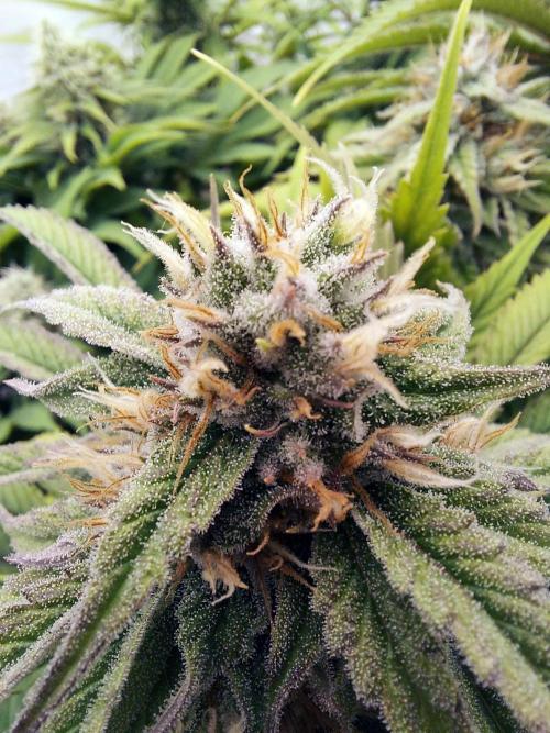 The Garden 2021 - Gorilla Blue. Week 11