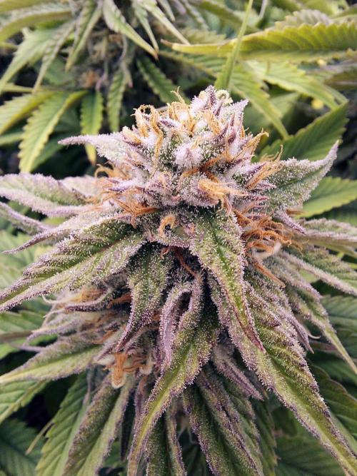 The Garden 2021 - Gorilla Blue. Week 11