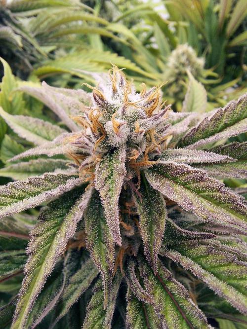 The Garden 2021 - Gorilla Blue. Week 11