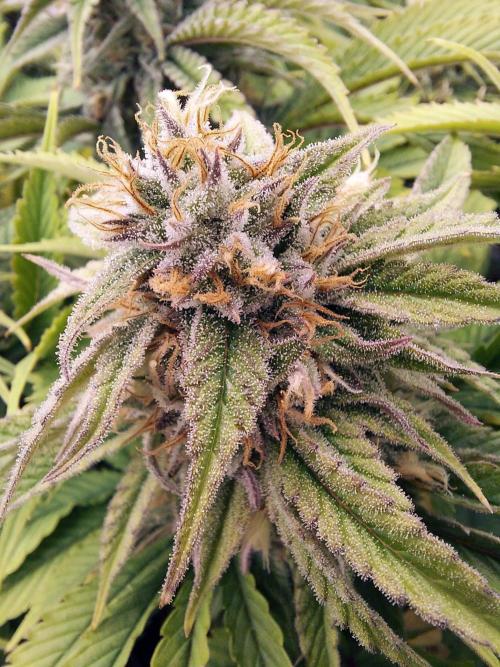 The Garden 2021 - Gorilla Blue. Week 11