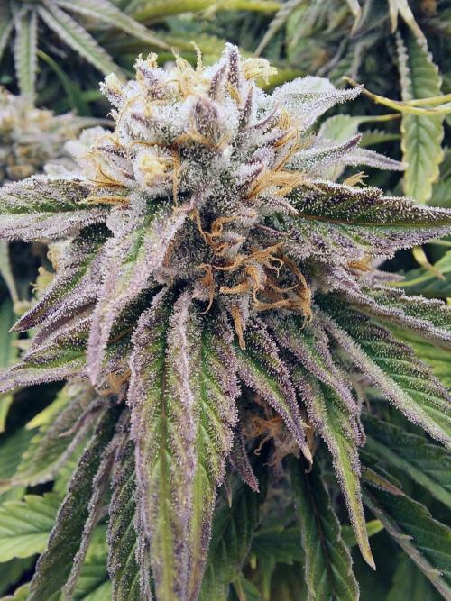 The Garden 2021 - Gorilla Blue. Week 12