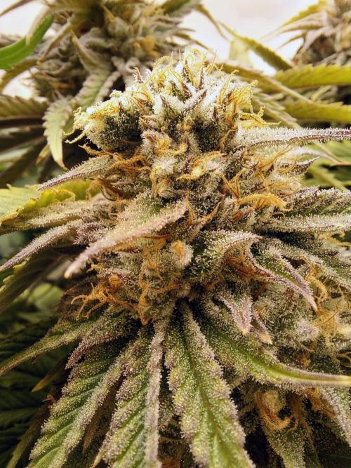 The Garden 2021 - Gorilla Blue. Week 12