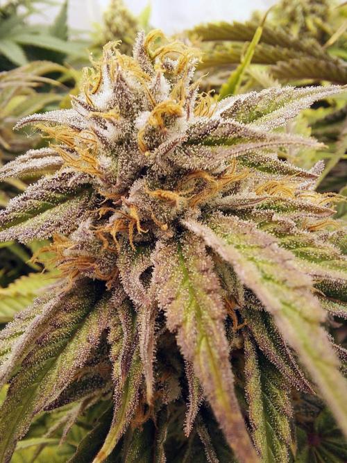 The Garden 2021 - Gorilla Blue. Week 12