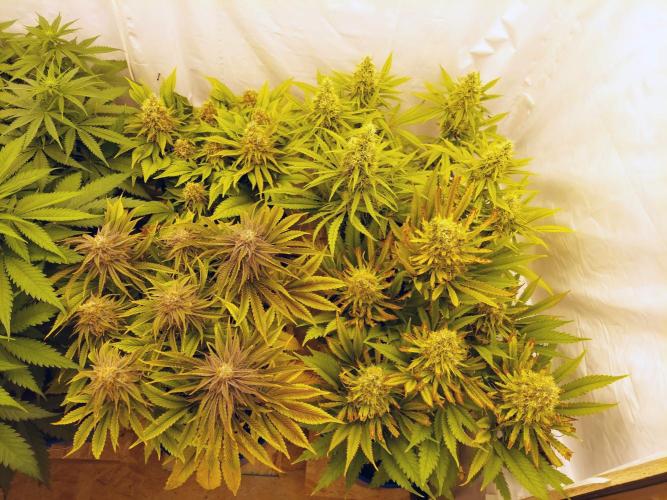The Garden 2021 - Gorilla Blue. Week 12