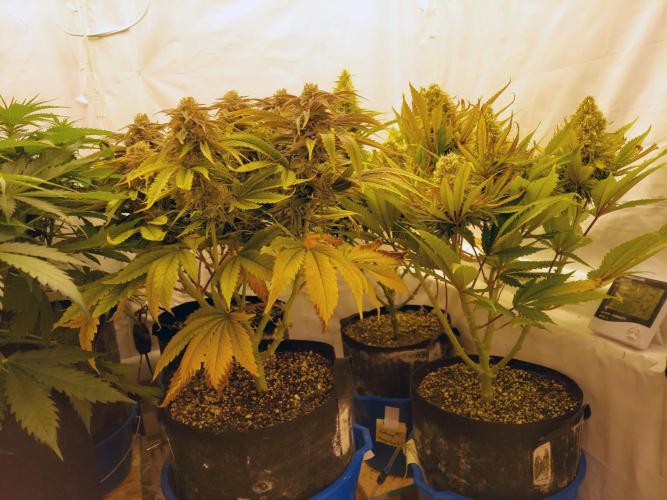 The Garden 2021 - Gorilla Blue. Week 12