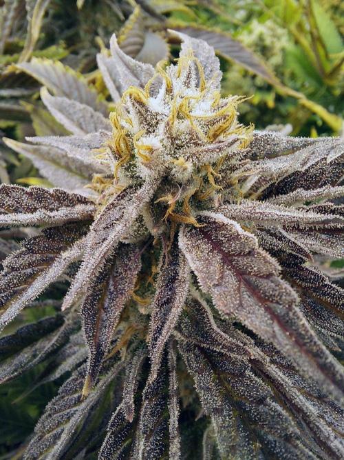 The Garden 2021 - Gorilla Blue. Week 13