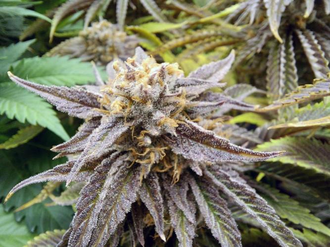 The Garden 2021 - Gorilla Blue. Week 13