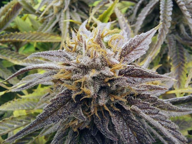 The Garden 2021 - Gorilla Blue. Week 13