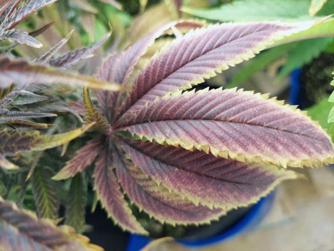 The Garden 2021 - Gorilla Blue. Week 13