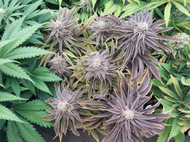 The Garden 2021 - Gorilla Blue. Week 13