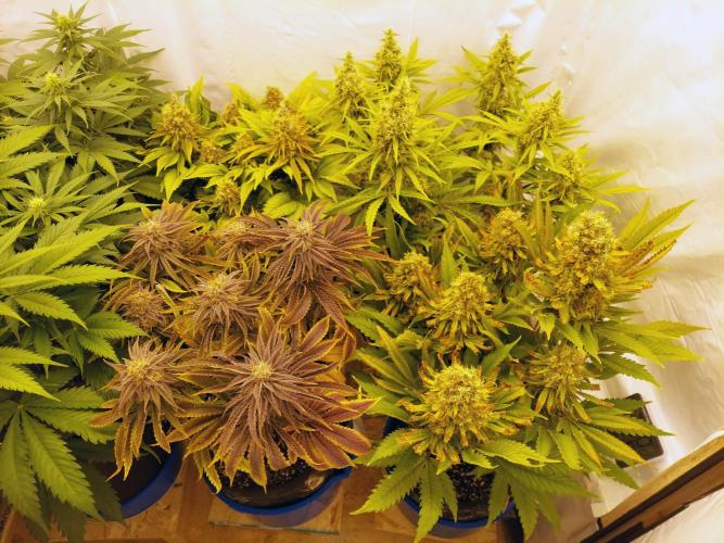 The Garden 2021 - Gorilla Blue. Week 13