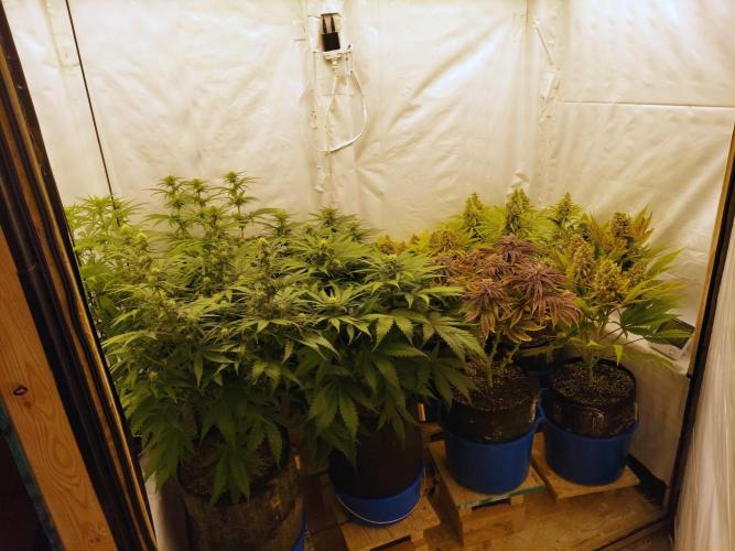 The Garden 2021 - Gorilla Blue. Week 13
