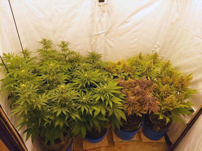 The Garden 2021 - Gorilla Blue. Week 13