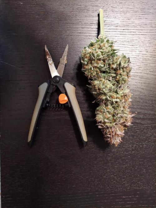 The Garden 2021 - Gorilla Blue. Week 14