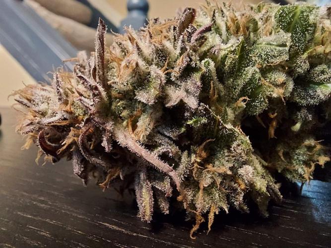 The Garden 2021 - Gorilla Blue. Week 14