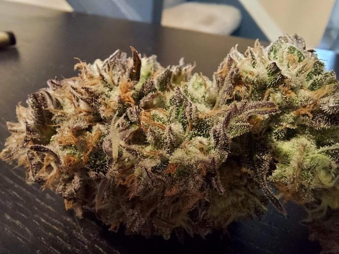 The Garden 2021 - Gorilla Blue. Week 14