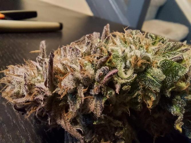 The Garden 2021 - Gorilla Blue. Week 14
