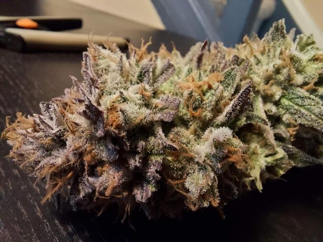 The Garden 2021 - Gorilla Blue. Week 14