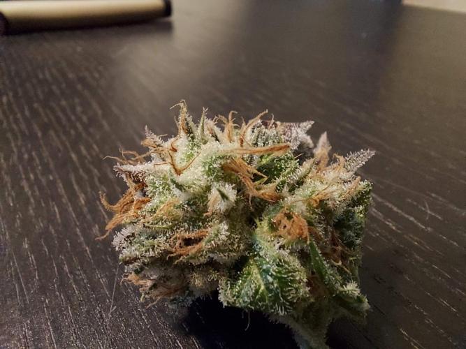 The Garden 2021 - Gorilla Blue. Week 14