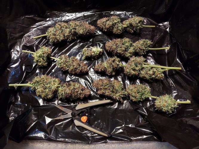 The Garden 2021 - Gorilla Blue. Week 14