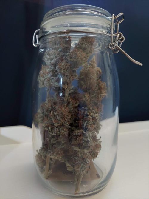 The Garden 2021 - Gorilla Blue. Week 14