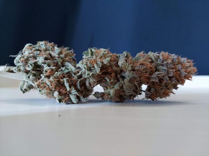 The Garden 2021 - Gorilla Blue. Week 14