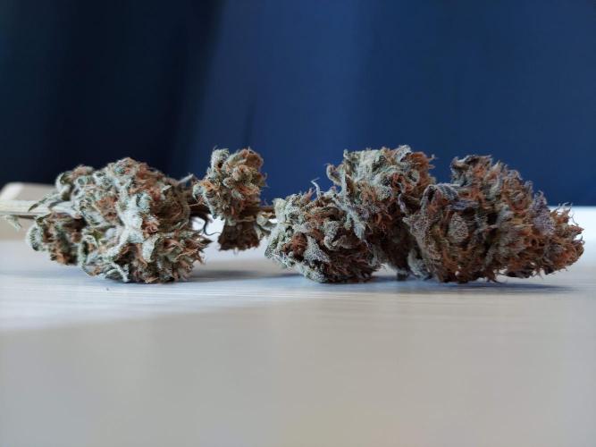 The Garden 2021 - Gorilla Blue. Week 14