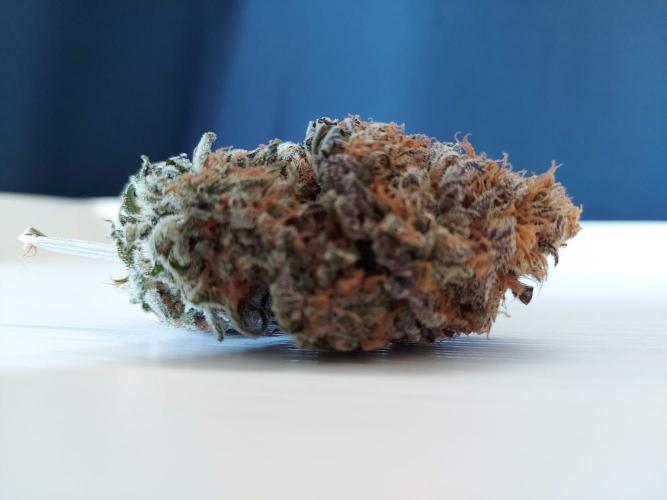 The Garden 2021 - Gorilla Blue. Week 14