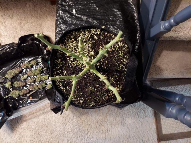 The Garden 2021 - Gorilla Blue. Week 14