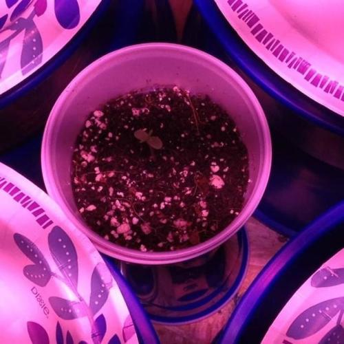 The Garden 2020 - GGxWW. Week 1