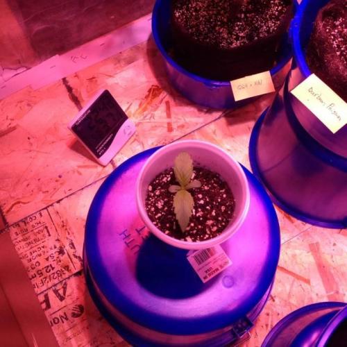 The Garden 2020 - GGxWW. Week 1
