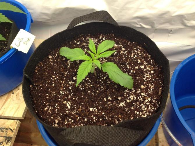 The Garden 2020 - GGxWW. Week 2
