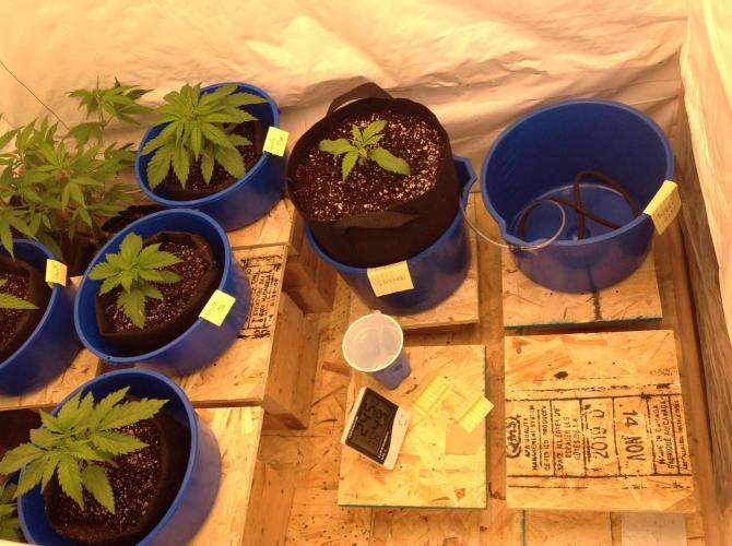 The Garden 2020 - GGxWW. Week 2