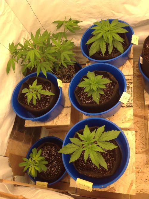 The Garden 2020 - GGxWW. Week 2