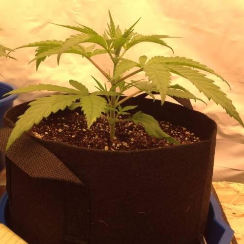The Garden 2020 - GGxWW. Week 3