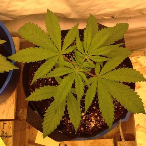 The Garden 2020 - GGxWW. Week 3