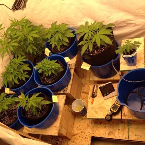 The Garden 2020 - GGxWW. Week 3