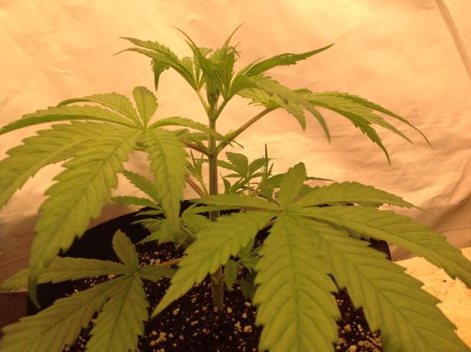 The Garden 2020 - GGxWW. Week 4